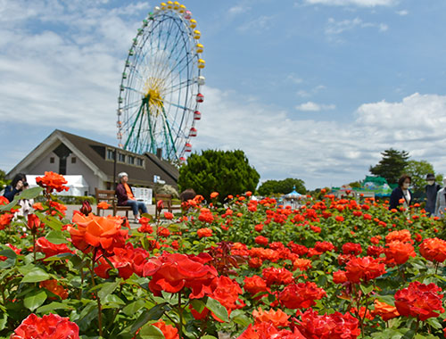 国営ひたち海浜公園